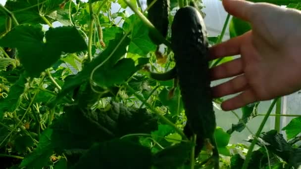 Gardener hand shows a cucumber on a cucumber vine in a greenhouse. Showing fresh cucumbers harvest. Showing cucumber plant in the vegetable garden. Organic farming authentic video — Stock Video