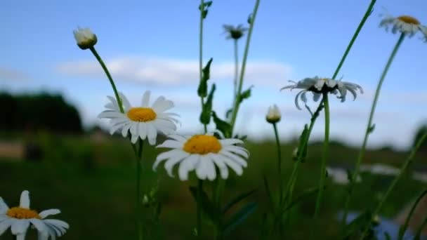 Gardener Hand Montre Concombre Sur Une Vigne Concombre Dans Une — Video