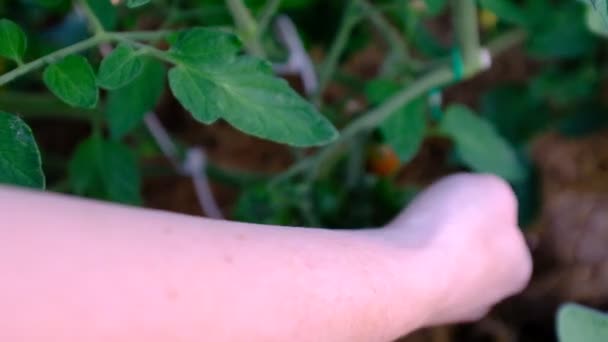 Jardineiro mão escolhendo tomate maduro no jardim vegetal. Mostrando colheita de tomate cereja fresca. Agricultura biológica vídeo autêntico. Agricultura cena campo agrícola — Vídeo de Stock