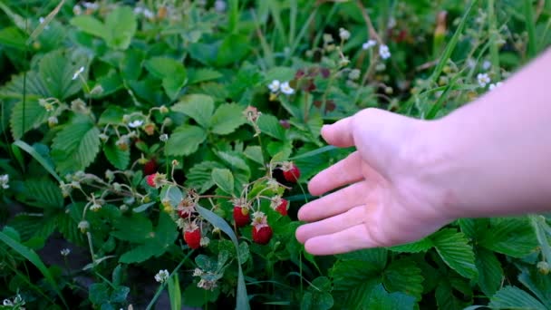 Κηπουρός Μαζεύει Φράουλες Στον Κήπο Χέρι Δείχνει Φράουλες Θάμνο Φράουλας — Αρχείο Βίντεο