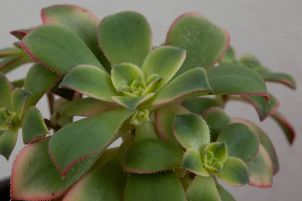 Nahaufnahme Von Aeonium Canariense Schöne Rosette Aus Grünen Blättern Sukkulente — Stockfoto