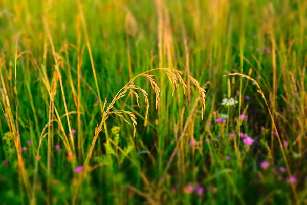 Focus sélectif : prairie d'été, vue sur le dessus. Fond de champ de gazon naturel pour la conception ou le projet. Texture estivale des prairies. Photo de haute qualité — Photo