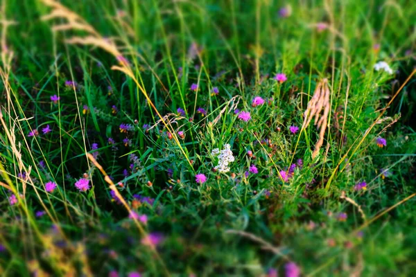 夏天的草地 有选择的焦点 天然草场背景设计或项目 顶视图 夏天的草地纹理 背景图 明信片 网站标题 高质量的照片 — 图库照片