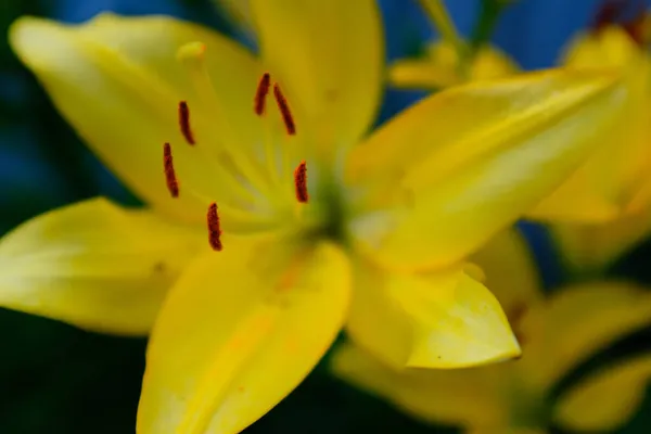 Flor Lírio Amarelo Jardim Perto Lírios Amarelos Florescendo Crescendo Jardim — Fotografia de Stock