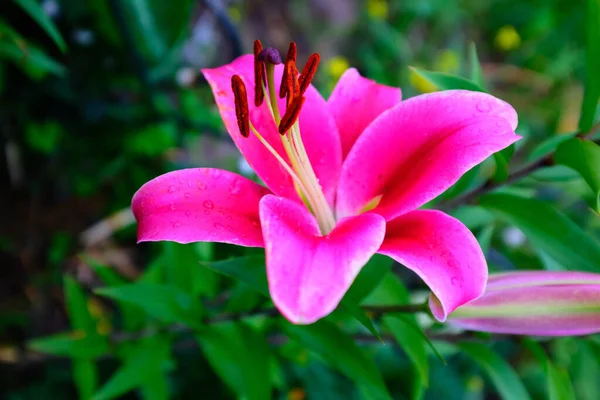 Foco Seletivo Flor Lírio Magenta Brilhante Fundo Borrado Folhagem Verde — Fotografia de Stock