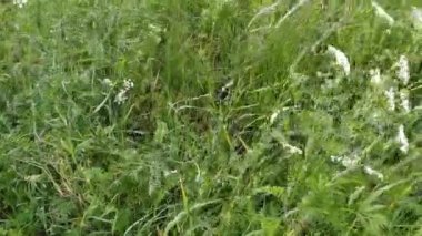 Tarla bitkileri rüzgarda sallanıyor. Yabani otlar rüzgardan sallanıyor. Çayırdaki yeşil çimenler sallanıyor. Yeşil çimen rüzgarlı bir gün. Markalaşma, film, afiş, kapak, web sitesi başlığı. Yüksek kaliteli görüntüler