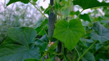 Kadın elinin yakın çekimi, bir seradaki salatalık sarmaşığında salatalık olduğunu gösteriyor. Elinde salatalık olan yüksek kaliteli HD görüntüler. Organik sebze hasadı. Salatalık gösterisi