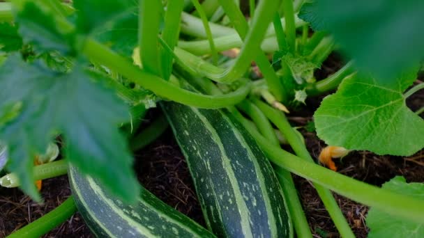 Näytetään tuoretta kesäkurpitsa Zebra vihannespuutarhassa. Courgette Plant kasvihuoneessa. Luonto tausta brändäys, elokuva, banneri, kansi, otsikko verkkosivuilla. Laadukas HD kuvamateriaalia — kuvapankkivideo