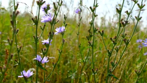 Το ανθισμένο κιχώριο ταλαντεύεται στον άνεμο. Λουλούδια του άγριου κιχωρίου endive μεταξύ λιβάδι γρασίδι. Αγριολούλουδα. Μπλε και μοβ λουλούδια. Μπλε λουλούδια σε φυσικό φόντο. Υψηλής ποιότητας HD πλάνα — Αρχείο Βίντεο