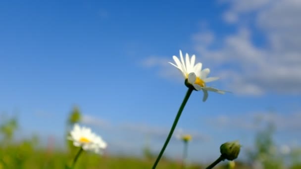 Manzanillas florecientes balanceándose en el viento sobre un fondo de cielo azul, de cerca. Flores de manzanillas blancas con pétalos. Manzanillas sobre un fondo del cielo. Video HD de alta calidad — Vídeos de Stock