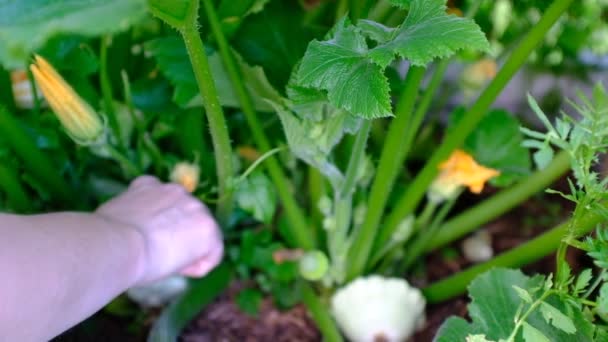 庭師の手摘み野菜の庭で熟したパティソン。新鮮なパティシエの収穫を示しています。野菜の庭にパティソンの植物を表示します。菜園、農業農場現場 — ストック動画