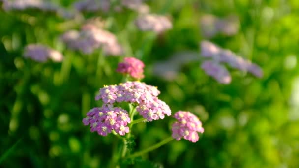 Selektiver Fokus: Blühende rosa Schafgarbe wiegt sich im Sommer im Wind auf einem Feld auf dem Land. Rosa Schafgarbenblüten aus nächster Nähe. Schafgarbe ist eine Heil- und Zierpflanze. Hintergrund aus rosa Schafgarbe im Gras — Stockvideo