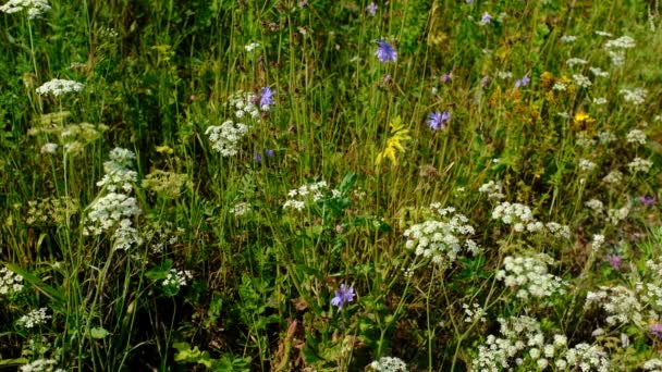 夏田里的草本植物随风飘扬.野草随风飘荡在田野上.草甸中盛开的草本植物。多风的阳光普照的日子里,草场长满了野草.品牌、电影、横幅、封面、头饰的田间药草背景 — 图库视频影像