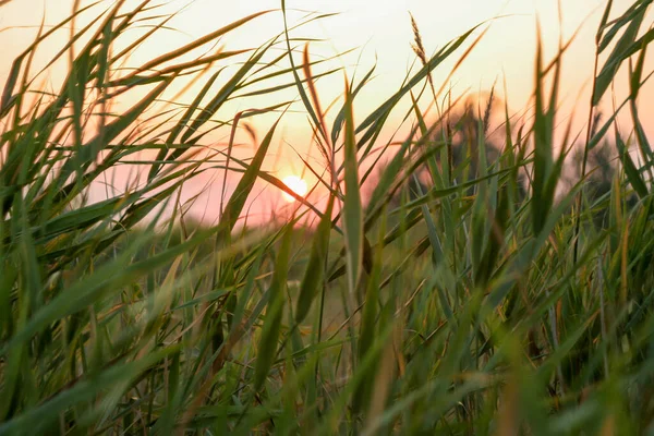 Marram Gräs Med Röd Sol Solnedgången Som Bakgrund Dune Gräs — Stockfoto
