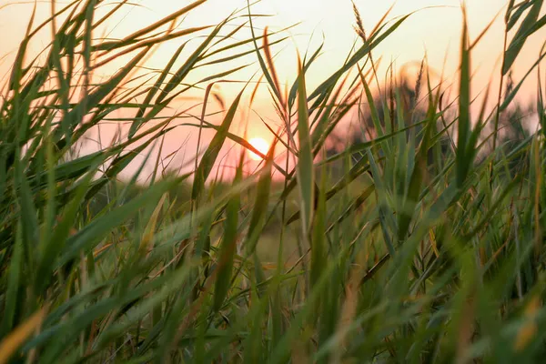 Klipp Gräset Solnedgången Med Röd Sol Selektivt Fokus Dune Gräs — Stockfoto