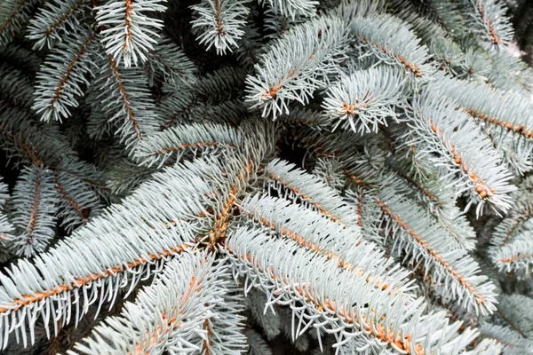 Fondo Natural Ramas Pino Jóvenes Con Agujas Pequeñas Creciendo Nuevo —  Fotos de Stock