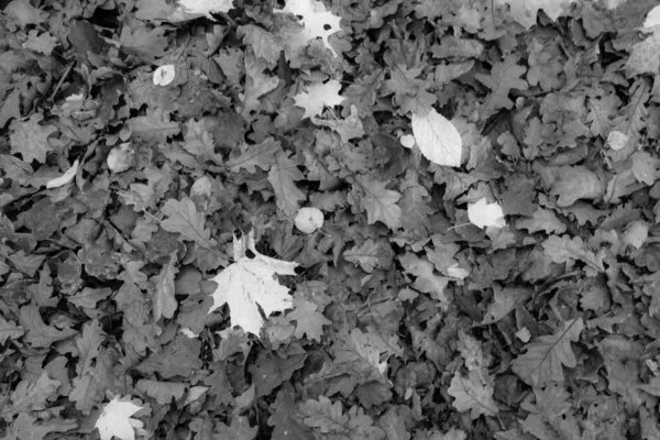 Őszi Levelek Vízszintes Fotó Fekete Fehér Bukott Levelek Kiadásra Képernyővédő — Stock Fotó