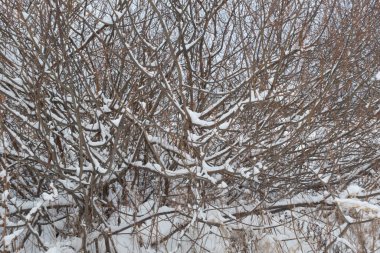 Kış ormanında karla kaplı çalılar. Güzel kış manzarası. Poster, takvim, gönderi, ekran koruyucu, duvar kağıdı, kartpostal, pankart, kapak, web sitesi başlığı için kar taneleri ile kış çalı resimleri. Yüksek kalite fotoğraf