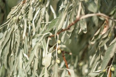 Gümüş yaprakların arasında gümüş zeytinler, Loch ağacının meyveleri. Dar yeşil ve Elaeagnus angustifolia veya yaban zeytininin gümüş yaprakları. Tasarım için doğa konsepti 