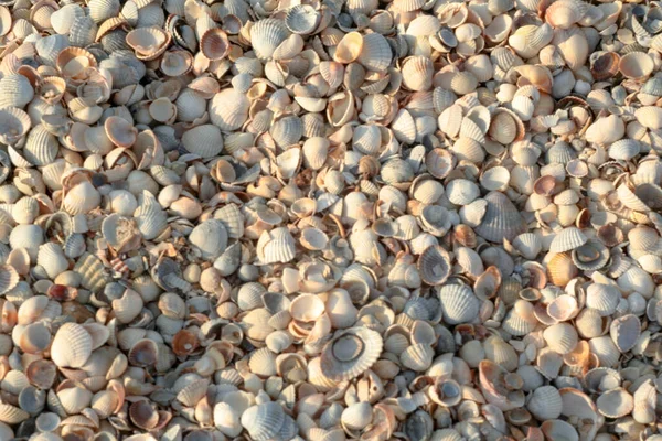 Playa Shell. Textura de miles de conchas marinas, fondo para un post, salvapantallas, papel pintado, postal, póster, pancarta, portada, encabezado de un sitio web. Foto de alta calidad — Foto de Stock