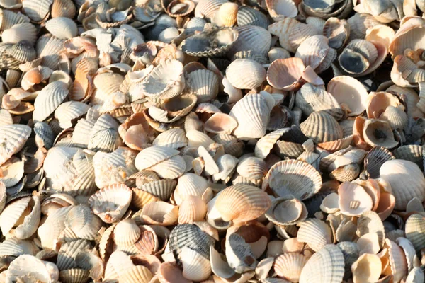 Shell beach. Texture de milliers de coquillages, fond pour un message, économiseur d'écran, papier peint, carte postale, affiche, bannière, couverture, en-tête pour un site Web. Photo de haute qualité — Photo