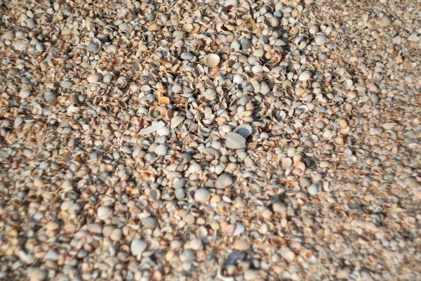 모래사장의 작은 조개들은 선택적으로 초점을 맞춥니다. 바다 모래와 조개의 질감. 포스트, 스크린 세이버, 벽지, 엽서, 포스터, 깃발, 커버, 헤더를 위한 수천 개의 조개와 바다 모래 — 스톡 사진