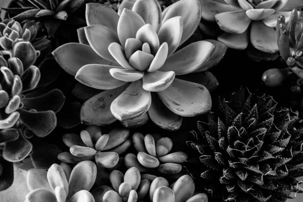 Zwart-witte vetplanten rozetten, close-up. Kunstachtergrond van vetplanten. Bloemen achtergrond voor poster, kalender, post, screensaver, behang, ansichtkaart, banner, omslag, header voor website — Stockfoto