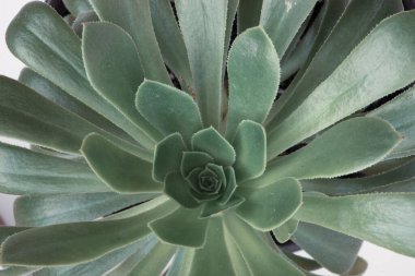Aeonium Canariense 'in yakın görüntüsü. Yeşil yapraklardan oluşan güzel bir roset. Aeonium Arboreum 'un sulu bitkileri. Ağaç akeonyumu, ağaç evcil hayvanları, çöl fırıldağı ve İrlanda gülü. Yeşil çiçek