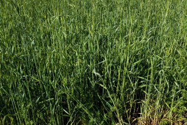 Yeşil çimen arka planı. Parlak yeşil çimlere yakın durun. Doğadaki çim dokusu. Yeşil dikenler ve çimenler. Dünya Günü. Koruma, ekoloji, çevre kavramı. Rahatlatıcı doğanın tadını çıkar.