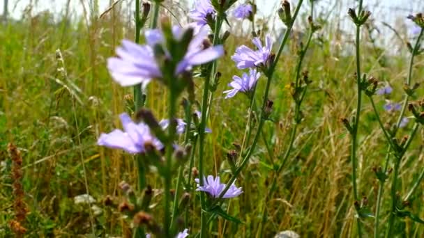 Blooming chicory swaying in the wind. Flowers of wild chicory endive among meadow grass. Wildflower grassland. Blue and Purple flowers. Blue flowers on natural background. High quality HD footage