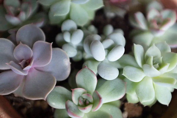 Samenstelling van kleurrijke rassen van echeveria en sedum planten, bovenaanzicht. Succulenten rozetten voor poster, kalender, post, screensaver, behang, ansichtkaart, kaart, banner, omslag, header voor website — Stockfoto