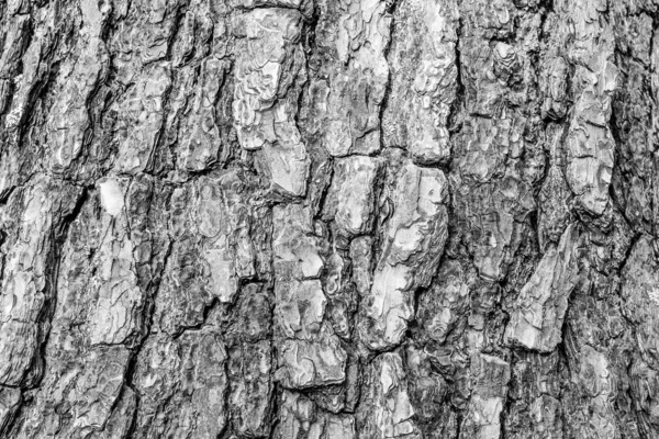 Черно-белое дерево на заднем плане, крупным планом. Кора натуральной текстуры. Облегчение текстуры дерева коры для публикации, заставка, обои, открытка, плакат, баннер, обложка, название для сайта — стоковое фото