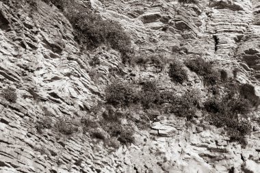 Küçük bitki örtüsü olan kireçtaşı duvar arkaplanı. Arkaplan için açık kahverengi taş dokusu, markalaşma, takvim, kart, afiş, kapak, web sitesi başlığı. Yüksek kalite fotoğraf