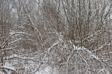 Karla kaplı çalılar. Güzel kış manzarası. Poster, takvim, gönderi, ekran koruyucu, duvar kâğıdı, kartpostal, pankart, kapak, başlık için kar taneleri ile kış çalı resimleri