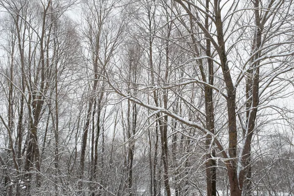 Schneebedeckte Bäume im Winterwald. Schöne Winterlandschaft. Winterbäume umrahmten den grauen Himmel. Winterhintergrund für Poster, Kalender, Post, Bildschirmschoner, Wallpaper, Postkarte, Banner, Cover — Stockfoto