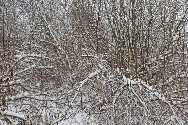 Arbustos cubiertos de nieve. Hermoso paisaje de invierno. Imagen de arbustos de invierno con copos de nieve para cartel, calendario, post, protector de pantalla, fondo de pantalla, postal, tarjeta, pancarta, cubierta, encabezado —  Fotos de Stock