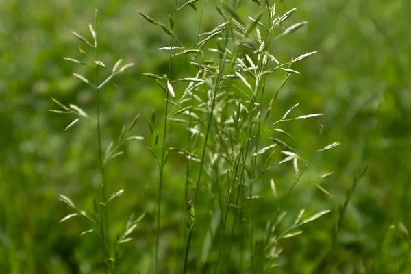 Sommerwiese, Draufsicht. Naturrasen Feld Hintergrund für Design oder Projekt. Sommerwiese. Florale Landschaft für Post, Bildschirmschoner, Tapete, Postkarte. Hochwertiges Foto — Stockfoto