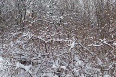 Güzel karla kaplı çalılar. Kış manzarası. Poster, takvim, post, ekran koruyucu, duvar kağıdı, kartpostal, pankart, kapak, başlık için kar taneleri ile kış filmi