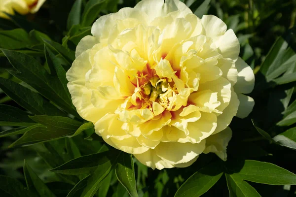 Large yellow peony in the summer garden at the sunny day, close-up. Bright congratulation on the holiday. Peony bud for poster, calendar, post, screensaver, wallpaper, card, banner, cover — Stock Photo, Image