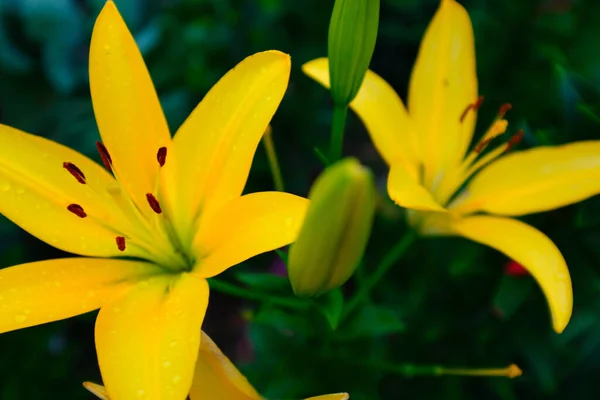 Flores amarillas lirios que crecen en el jardín de un día soleado. Lirios florecientes, de cerca. Fondo floral. Imagen para correo, protector de pantalla, papel pintado, postal. Foto de alta calidad —  Fotos de Stock