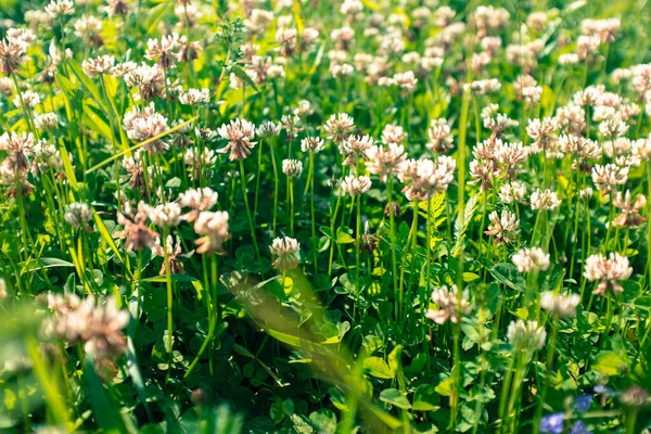 Τριφύλλι λουλούδια στο πράσινο λιβάδι το καλοκαίρι, επιλεκτική εστίαση. Ιστορικό από τριφύλλια λουλούδια στο γρασίδι. Φυσική καλοκαιρινή υφή — Φωτογραφία Αρχείου