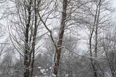 Kış orman manzarası. Kış ormanında karla kaplı ağaçlar. Kış ağaçları arka planda gri gökyüzü. Poster, takvim, post, ekran koruyucu, duvar kağıdı, kartpostal, afiş, kapak için kış arkaplanı