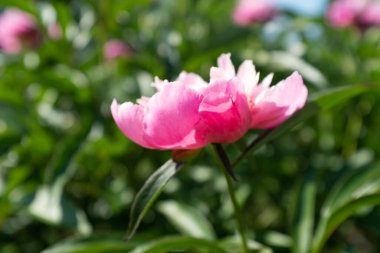 Bulanık yeşil yapraklar üzerinde tek bir pembe şakayık. Güneşli bir günde arka plan, yan görüş. Tatil için tebrik ederim. Çiçek tomurcuğu. Poster, takvim, gönderi, ekran koruyucu, duvar kağıdı, kart için şakayık tomurcuğu