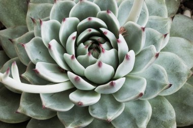 Açık yeşil, kalın yapraklar ve kırmızı uçlardan oluşan sulu bir echeveria. Poster, markalaşma, takvim, çok renkli kart, afiş, kapak, post, başlık için büyük echeveria rosette bitkisi