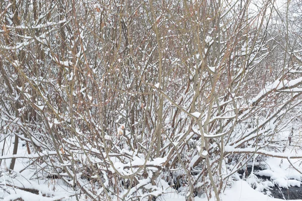 Paisagem de Inverno. Arbustos cobertos de neve imagem com flocos de neve para cartaz, calendário, post, protetor de tela, papel de parede, cartão postal, cartão, banner, capa, cabeçalho para o site. Foto de alta qualidade — Fotografia de Stock