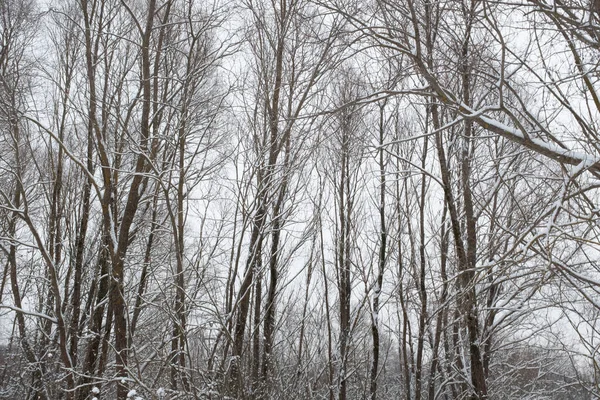 Vinterskogens landskap. Snötäckta träd i vinterskogen. Vinterträd bakgrund grå himmel. Vinter bakgrund för affisch, kalender, inlägg, skärmsläckare, tapeter, vykort, banner, omslag — Stockfoto