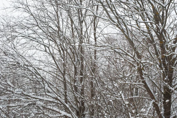 Sněhová zimní krajina. Zasněžené stromy v zimním lese. Zimní stromy lemovaly šedou oblohu. Zimní zázemí pro plakát, kalendář, pošta, plátno, tapety, pohlednice, banner, obálka — Stock fotografie