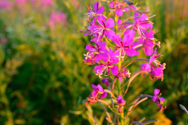 Yeşil bitkilerin arka planında bir yaban otunun veya ateş otunun seçici odak noktası. Fireweed 'in güzel pembe çiçekleri. Latince adı Chamaenerion angustifolium. Yüksek kalite fotoğraf