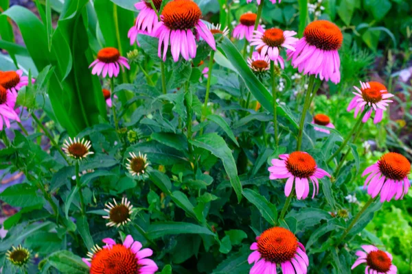 Flores de echinacea rosa florescendo em um pano de fundo de folhas verdes. Echinacea purpurea para cartaz, branding, calendário, cartão multicolor, banner, capa, post, cabeçalho para o site. Foto de alta qualidade — Fotografia de Stock