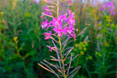 Yeşil bitkilerin arka planında bir yaban otunun veya ateş otunun seçici odak noktası. Fireweed 'in güzel pembe çiçekleri. Latince adı Chamaenerion angustifolium. Yüksek kalite fotoğraf